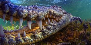 The 5 Largest Crocodiles Ever Recorded-1