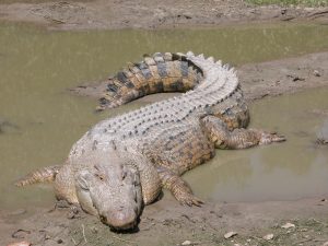 The 5 Largest Crocodiles Ever Recorded-3