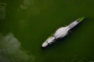 The 5 Largest Crocodiles Ever Recorded-2