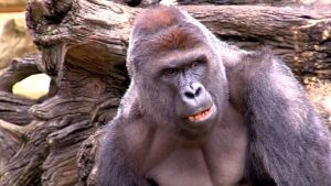 Harambe’s Death: When and Why Was the Gorilla Killed?-1