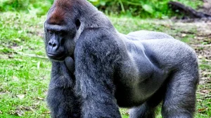 Harambe’s Death: When and Why Was the Gorilla Killed?-2